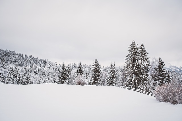 Bild eines zugeschneiten Waldes